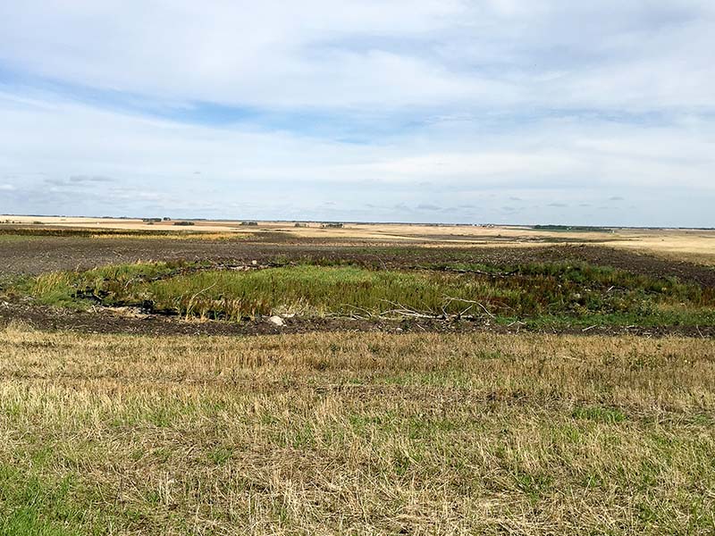 Wetland Infilling